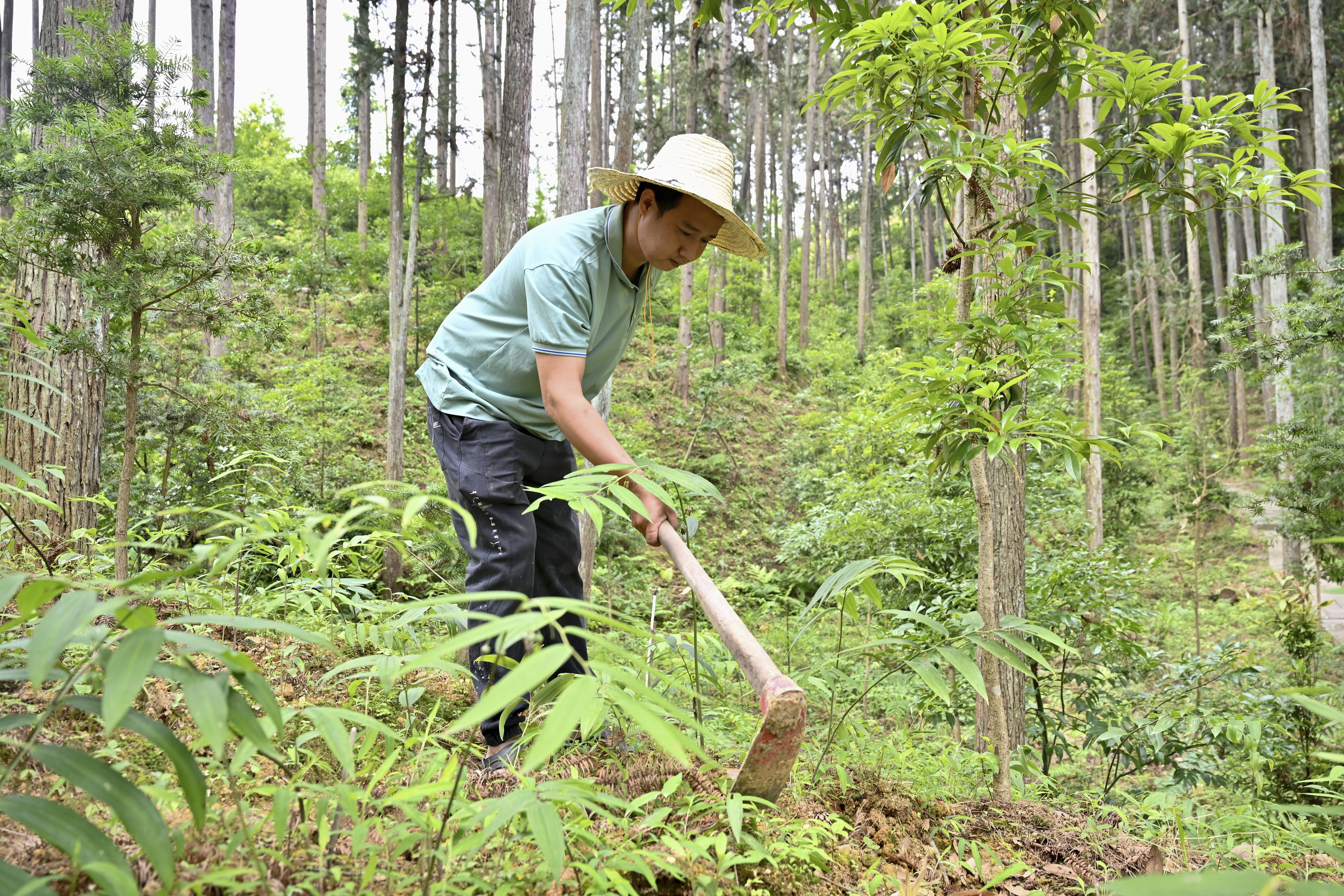 2024年5月9日，福建省三明市馬巖林下經(jīng)濟種植示范基地工人在管理林下種植的多花黃精。