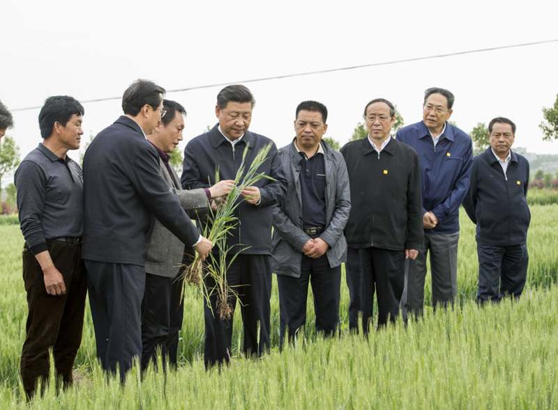 2016年4月25日下午，習近平在安徽滁州市鳳陽(yáng)縣小崗村察看小麥長(cháng)勢。左一為種糧大戶(hù)程夕兵。新華社記者 李學(xué)仁 攝